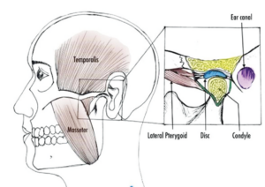 A diagram of the temporomandibular joint