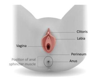 Diagram of perineal area