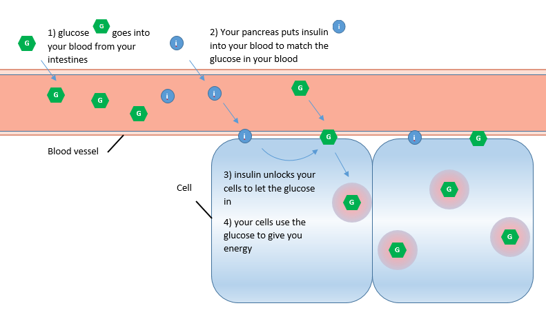 Diagram showing how glucose plus insulin equals energy